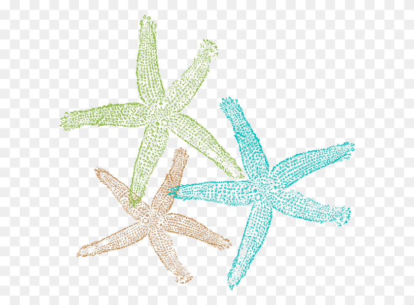 600x559 Starfish Transparent Images Transparent Starfish Clip Art, Invertebrate, Sea Life, Animal HD PNG Download
