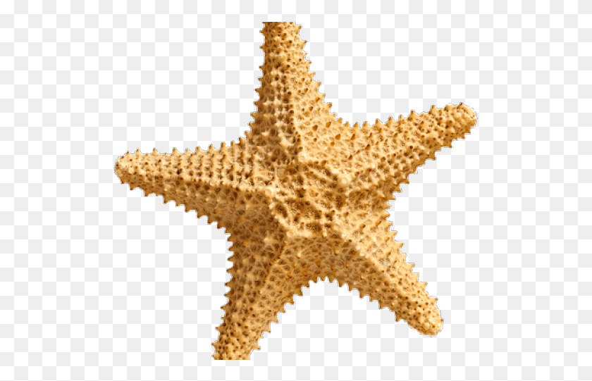 519x481 Estrella De Mar Con Fondo Transparente, Invertebrado, Vida Marina, Animal Hd Png