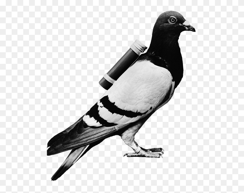 517x605 Stark Social Pigeon Pigeon Pigeon With A Message, Bird, Animal, Dove HD PNG Download