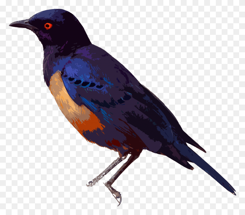 2088x1821 Starling, Bird, Animal, Bluebird HD PNG Download