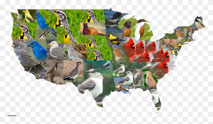 7834x4306 State Birds Of The Contiguous United States Oc Mapporn HD PNG Download