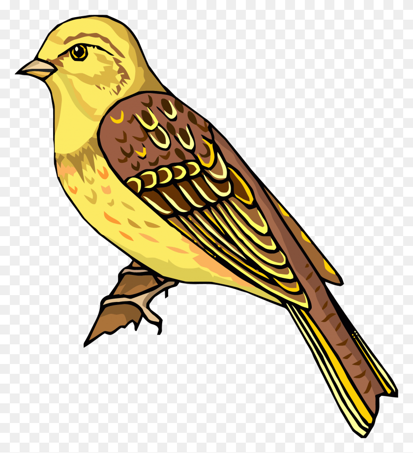 2043x2256 Staying Realistic Bird Clipart Clipart Pictures Of Bird, Animal, Finch, Canary HD PNG Download