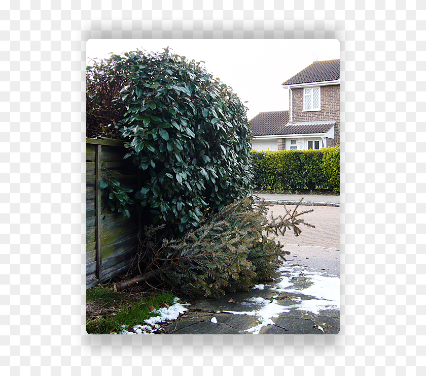 552x680 Stealth Tree Backyard, Outdoors, Plant, Nature Descargar Hd Png