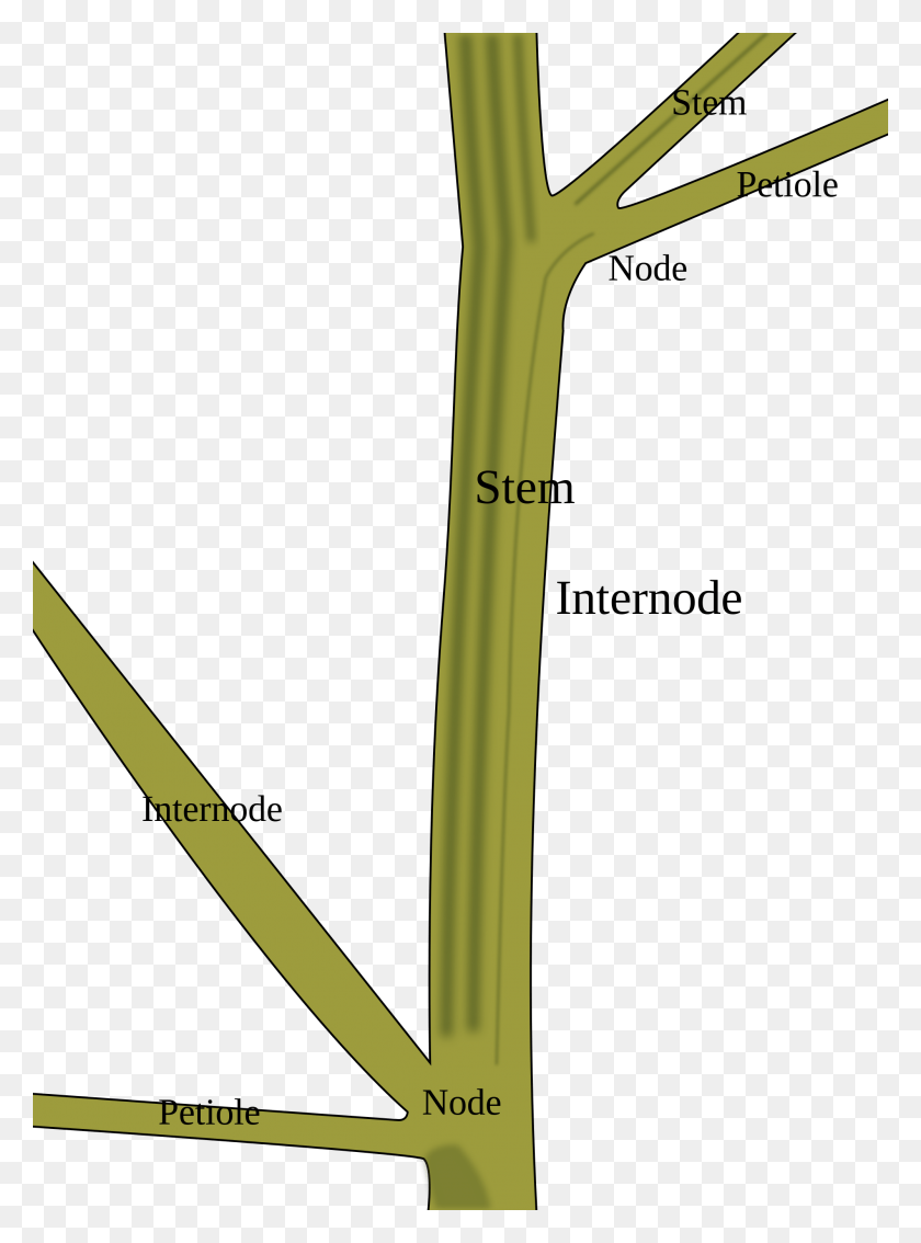 2000x2756 Stem Of A Plant Parts Of Plants Stem, Stick, Cane, Arrow HD PNG Download