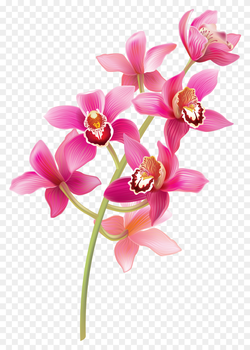 2380x3410 Stem Pink Orchids Clipart Orchid Flower Clipart, Plant, Blossom HD PNG Download