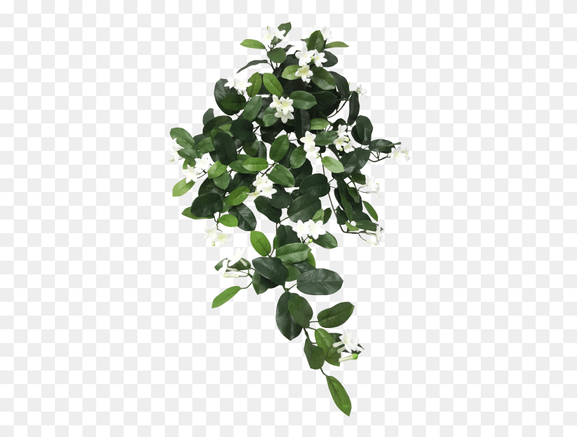 357x577 Stepahnotis Bush X С Шелковыми Свадебными Букетами Висящий Лист, Растение, Acanthaceae, Цветок Hd Png Скачать