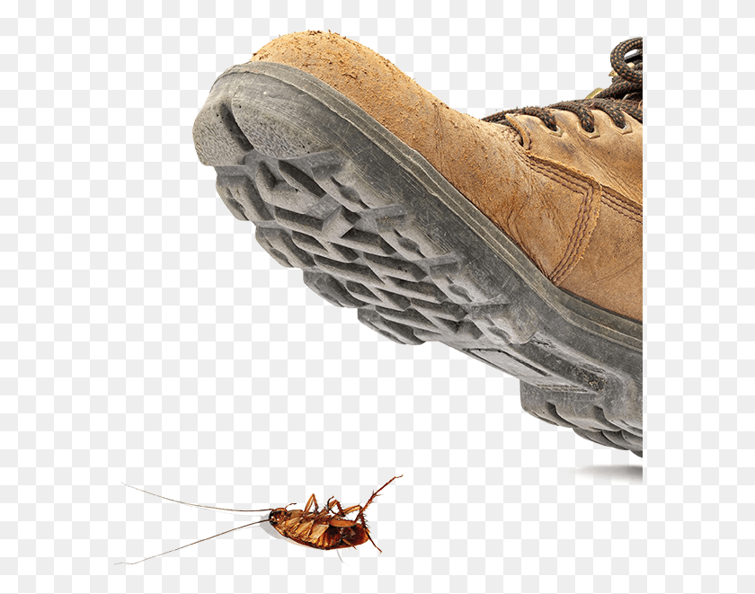 590x601 Stepping On Roach, Clothing, Apparel, Footwear HD PNG Download