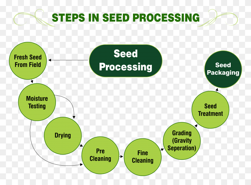 3659x2623 Steps In Seed Processing Inside Of A Seed, Text, Diagram, Number HD PNG Download