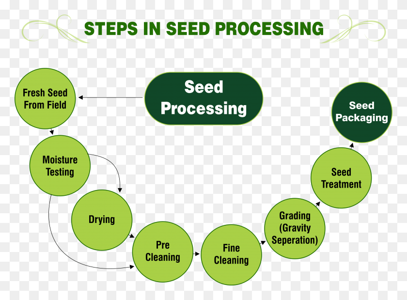 3659x2623 Descargar Png Pasos En El Procesamiento De Semillas Dentro De Una Semilla, Texto, Diagrama, Número Hd Png