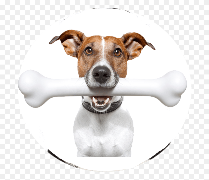 702x665 Descargar Png Pasos Para Dejar De Ladrar A Su Perro Perro Masticando Hueso, Mascota, Canino, Animal Hd Png