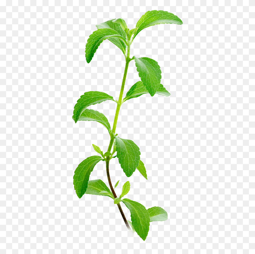 367x776 Stevia Plant Facts Stevia Leaves Market Price, Leaf, Green, Potted Plant HD PNG Download