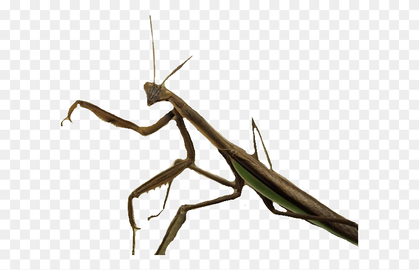 597x481 Stick Insect, Mantis, Invertebrate, Animal HD PNG Download