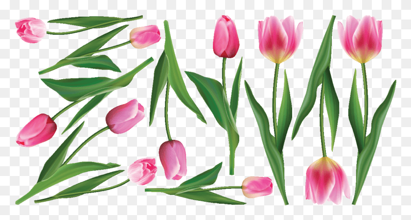 1176x588 Descargar Png Sticker Fleurs Tulipes Roses Ambiance Sticker Col Inc Sprenger39S Tulip, Planta, Flor Hd Png