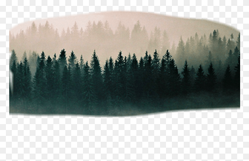 1024x638 Sticker Landscape Forest Trees Foggy Lord Longs To Be Gracious To You, Nature, Outdoors, Tree HD PNG Download