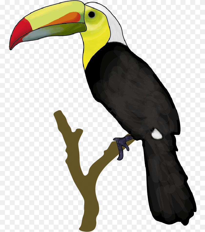 White Background Round Toucan, Animal, Beak, Bird, Person Sticker PNG