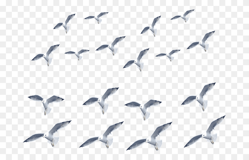 687x480 Stickers Sticker Flock Of Seagulls Mar Goth Flock, Animal, Bird, Flying HD PNG Download