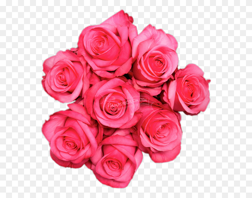 569x598 Stiletto Floribunda, Роза, Цветок, Растение Hd Png Скачать
