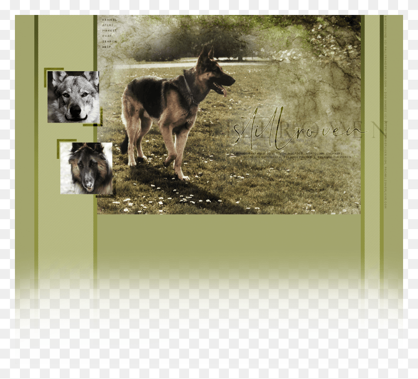 1000x900 Чехословацкая Волчья Собака Stillroven, Собака, Млекопитающее, Животное Hd Png Скачать