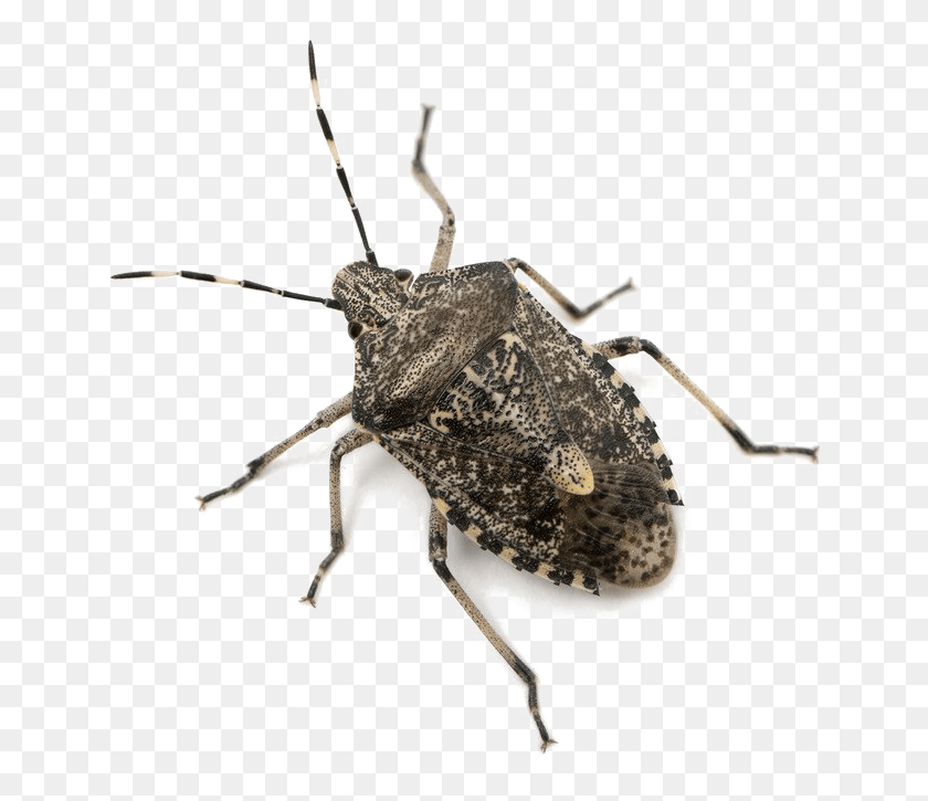 649x665 Stink Bug Image Bugs In Nj, Insect, Invertebrate, Animal HD PNG Download