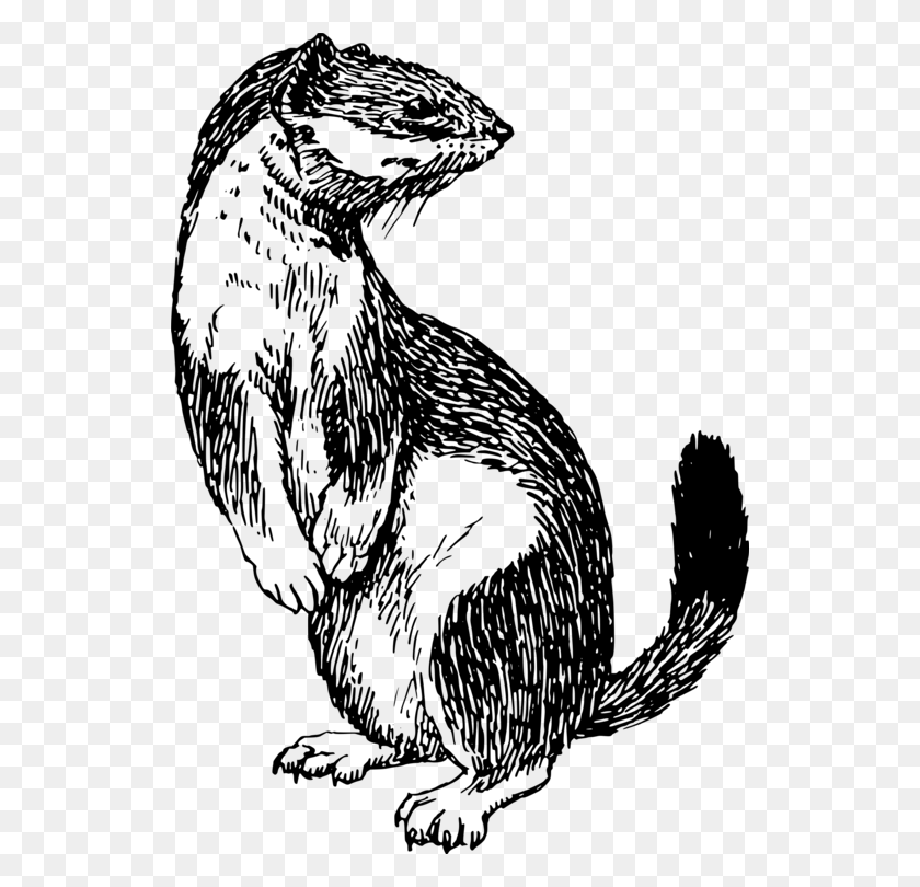 528x750 Stoat Chicken Music Enjoy Weasel Clipart Black And White, Gray, World Of Warcraft HD PNG Download