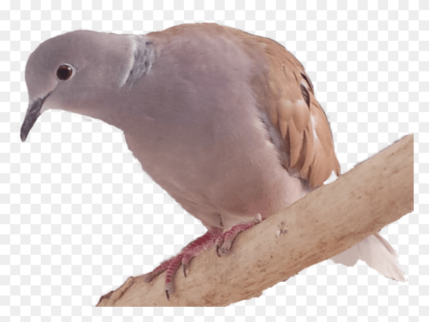 827x607 Stock Dove, Bird, Animal, Pigeon HD PNG Download