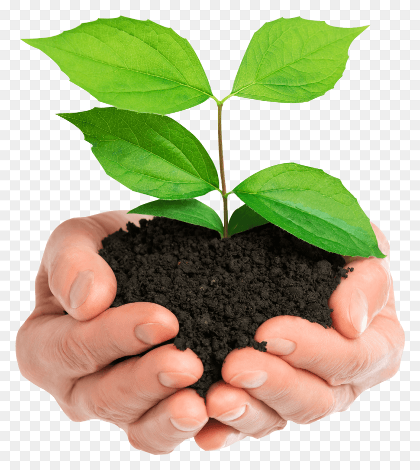1049x1181 Stock Photo Hands Holding Green Plant Isolated Plant In Hands, Soil, Leaf, Person HD PNG Download