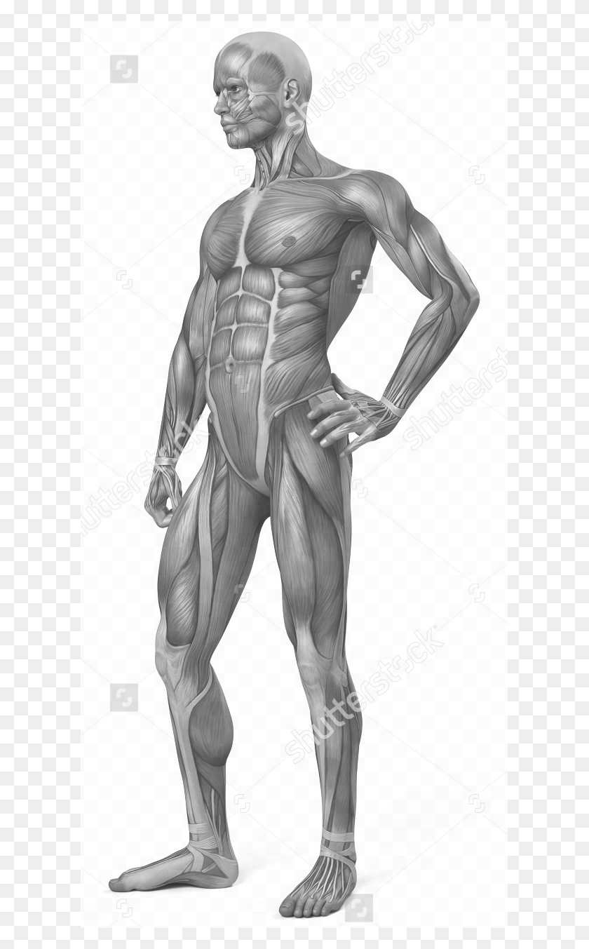 609x1293 Stock Photo Medical D Illustration Of The Male Muscular Illustration, Person, Human HD PNG Download