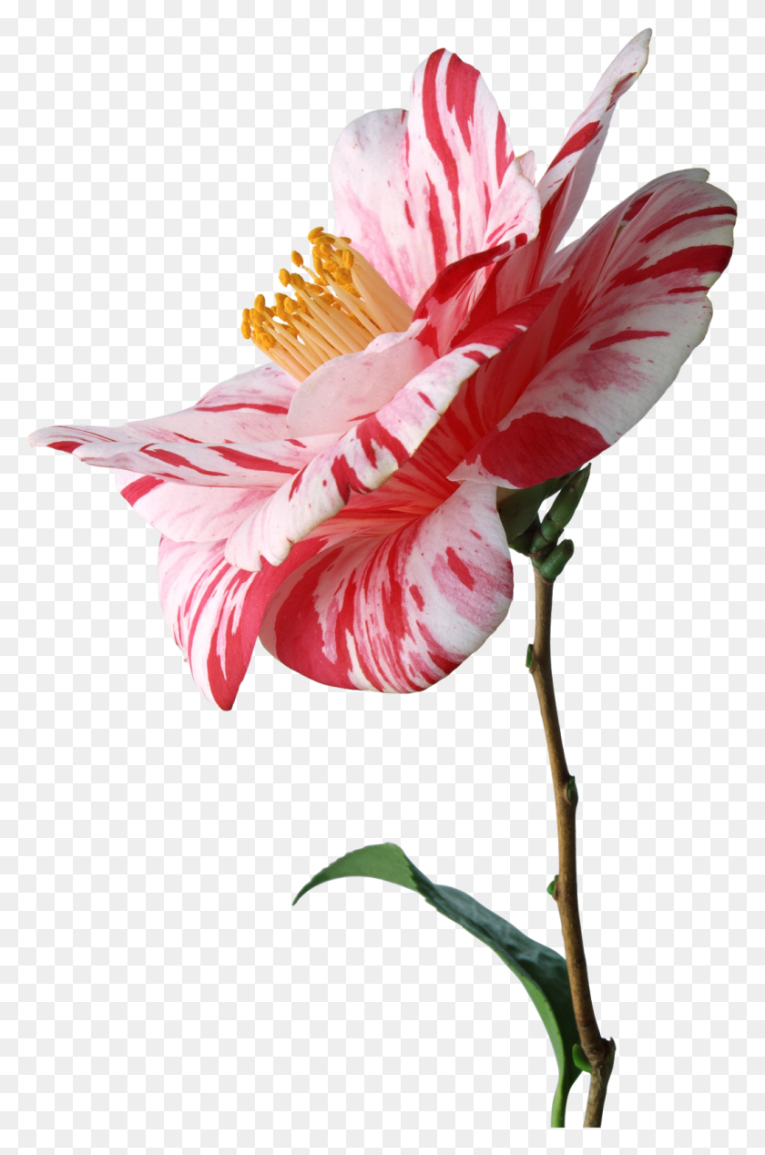 1033x1600 Стоковая Фотография, Растение, Цветок, Цветение Hd Png Скачать