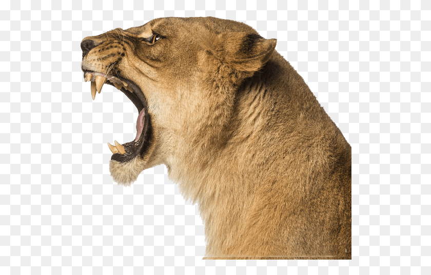 530x477 Stock Roar Wallpaper Lions Physical Map Pattern Lion And Lioness Roaring, Mammal, Animal, Wildlife HD PNG Download