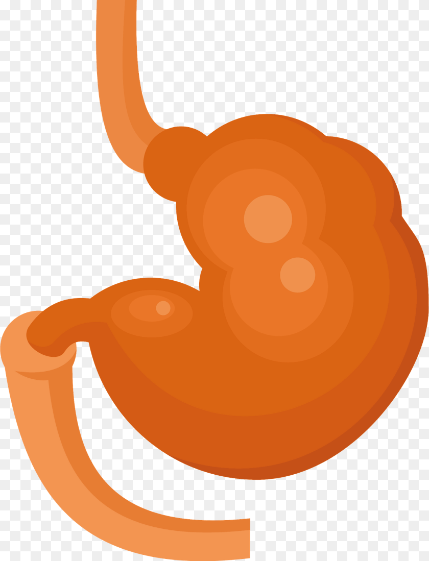 1467x1920 Stomach Body Part, Animal Clipart PNG