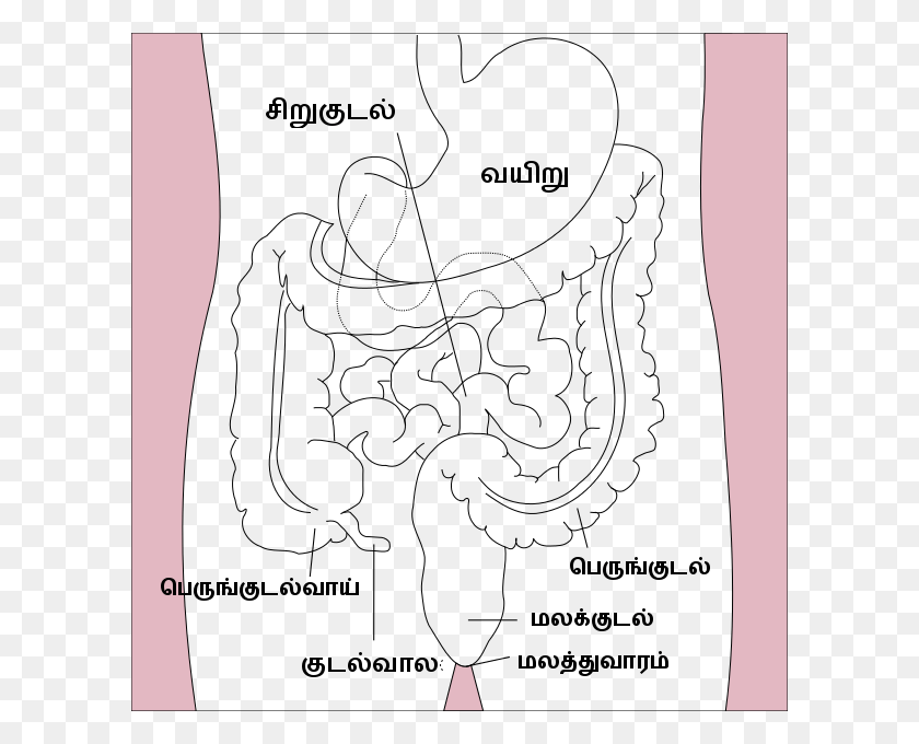 600x620 Stomach Colon Rectum Diagram Ta Stomach To Rectum, Clothing, Apparel, Sleeve HD PNG Download