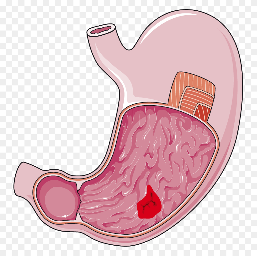 751x779 Stomach Pluspng Transparent Stomach, Spoon, Cutlery HD PNG Download