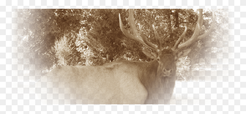 975x413 Stone Creek Mo Provides Exotic Hunts And Standard Elk, Deer, Wildlife, Mammal HD PNG Download