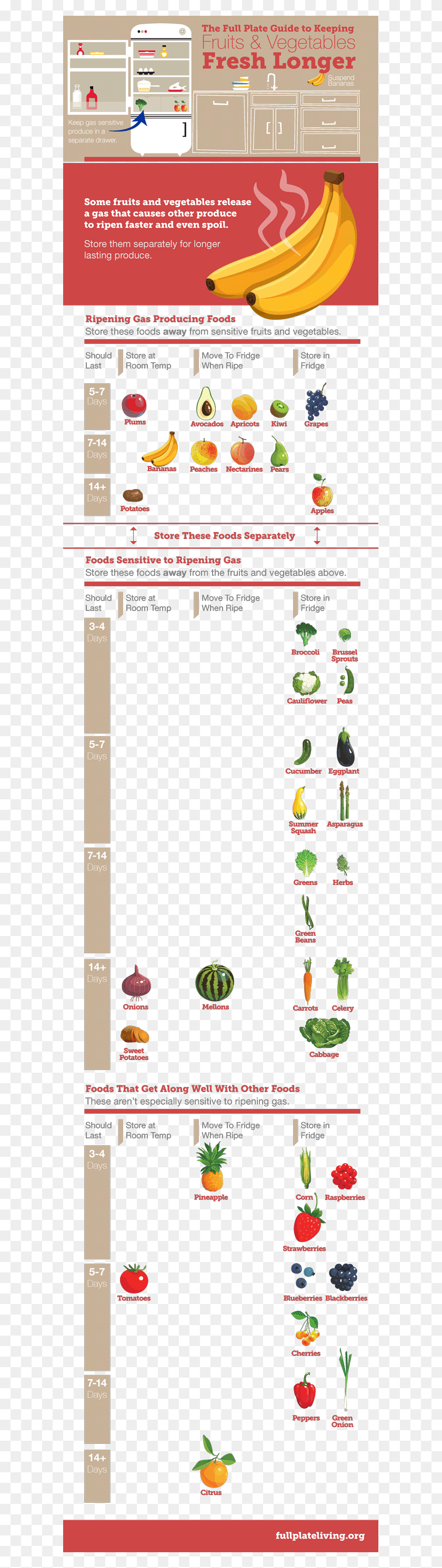 599x2922 Infografía De Almacenamiento De Alimentos Infografía Cc Loi Cy, Texto, Planta Hd Png