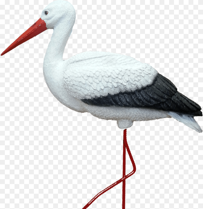 2040x2096 Stork, Animal, Bird, Waterfowl, Crane Bird Clipart PNG