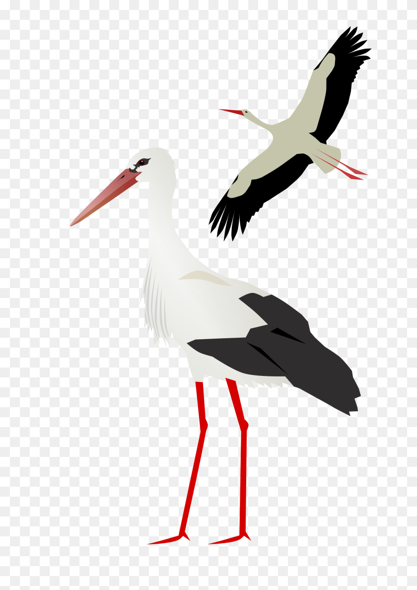 2000x2828 Stork, Animal, Bird, Waterfowl, Crane Bird PNG