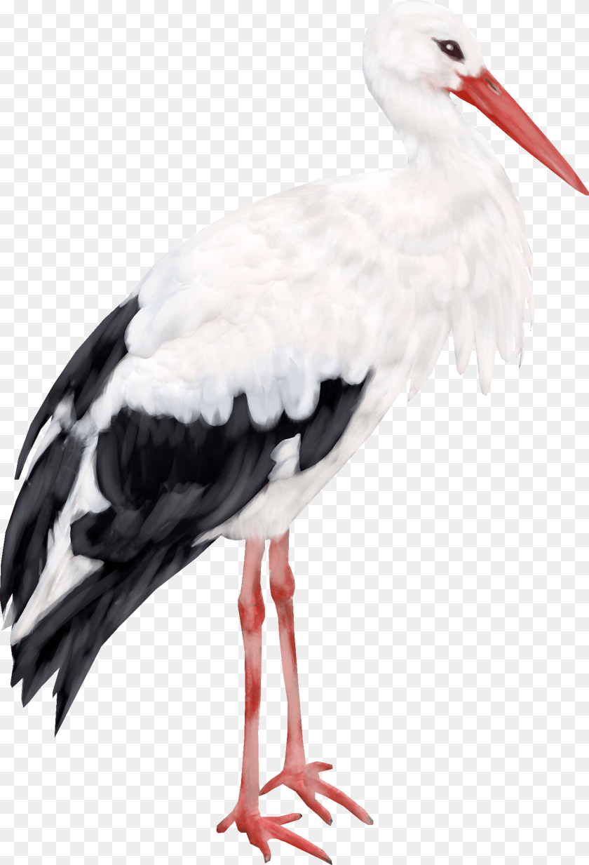 Stork, Animal, Bird, Waterfowl PNG