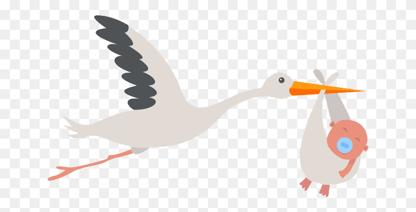 649x368 Stork And Baby Vector, Goose, Bird, Animal HD PNG Download