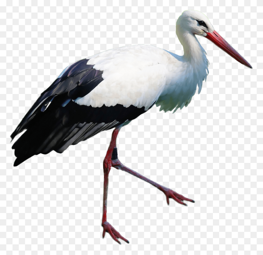 2690x2601 Stork Standing White Stork, Bird, Animal, Waterfowl HD PNG Download