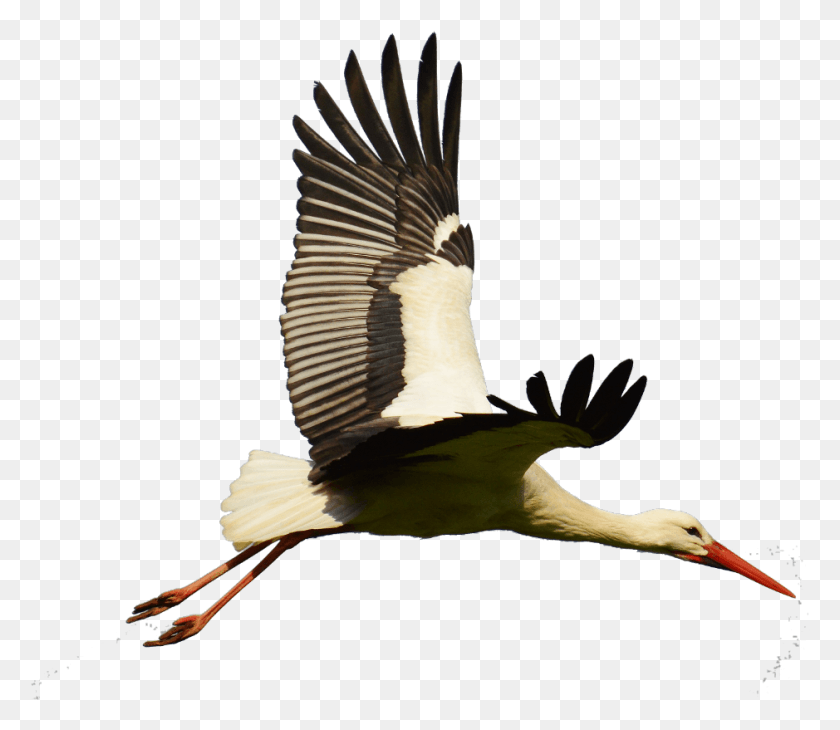 939x807 Stork Sticker Flying Stork, Bird, Animal, Waterfowl HD PNG Download