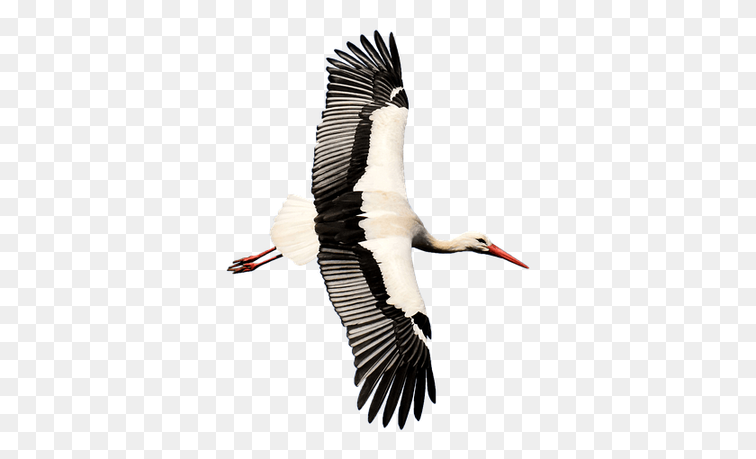 343x450 Stork Transparent Rattle Stork Nature Isolated White Stork, Bird, Animal, Vulture HD PNG Download