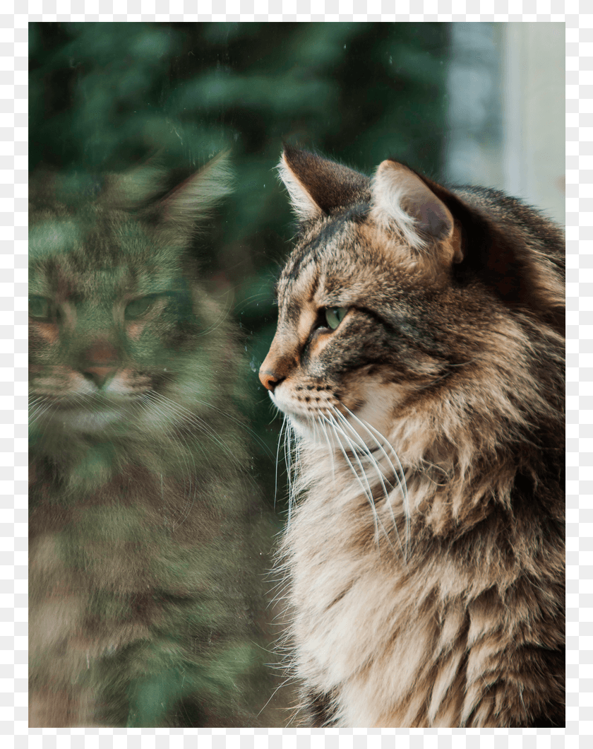 762x1000 Storm Prijslijst Tabby Cat, Pet, Mammal, Animal HD PNG Download