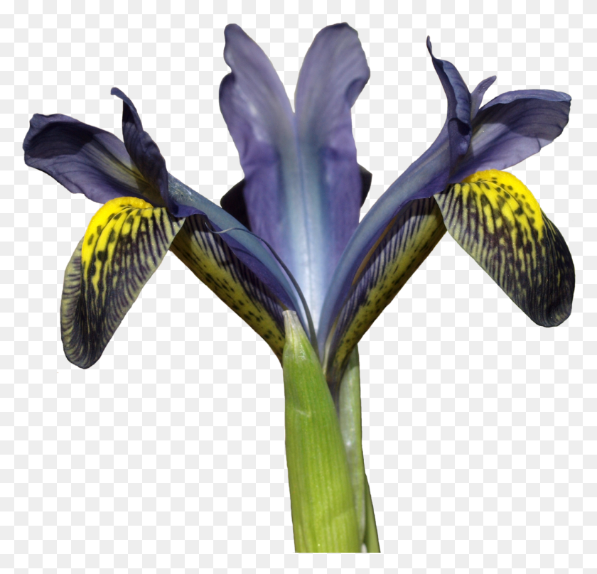 1280x1228 Storm3m Iris Versicolor, Flower, Plant, Blossom HD PNG Download