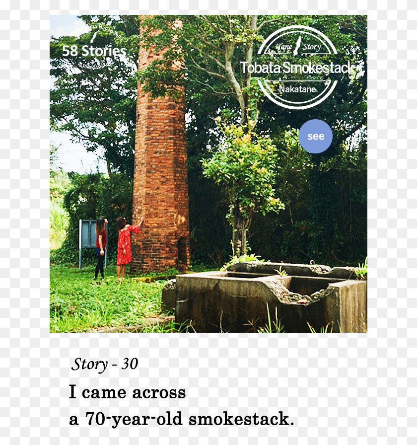 640x836 Story 30 I Came Across A 70 Year Old Smokestack Redwood, Person, Tree, Plant HD PNG Download