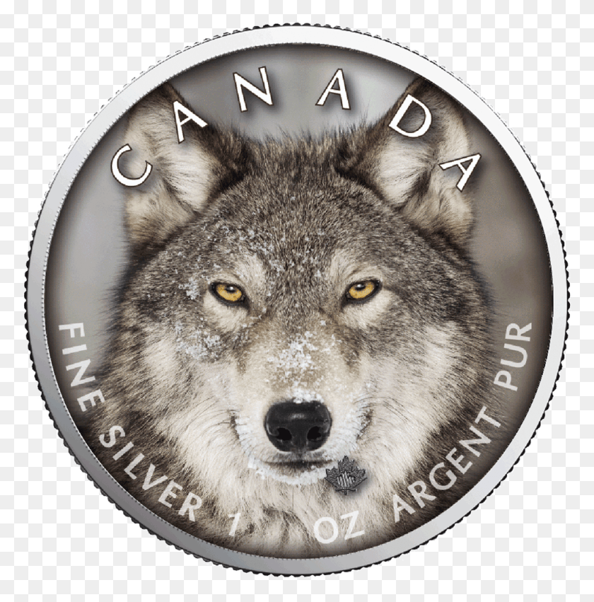 981x995 Storyworks Saving America S Wolves Did Humans Tame Wolves, Wolf, Mammal, Animal HD PNG Download