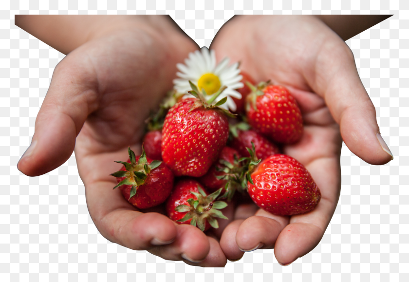 2000x1333 Strawberries With Flower In Palms Eating, Strawberry, Fruit, Plant HD PNG Download