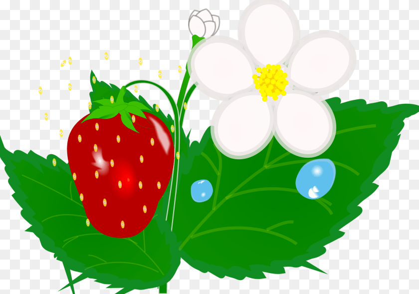 1920x1346 Strawberry Berry, Food, Fruit, Plant Clipart PNG