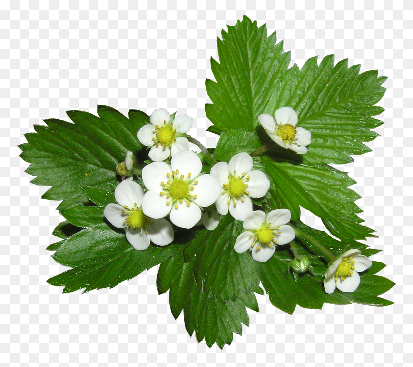780x688 Strawberry Flowers Alpine Ground Cover Plant Alpine Flower, Leaf, Blossom, Acanthaceae HD PNG Download