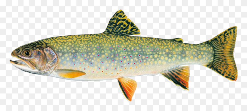 976x401 Stream Brook Trout Brook Trout Versus Rainbow Trout, Fish, Animal, Sea Life HD PNG Download