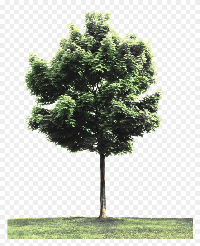 857x1067 Street Tree Photoshop Perspective Tree, Plant, Maple, Oak Descargar Hd Png